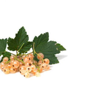 White Currants