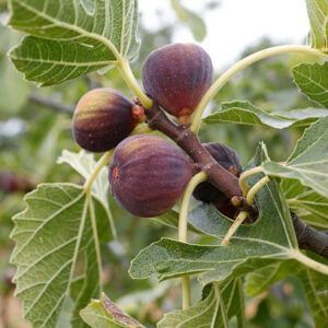 Figs